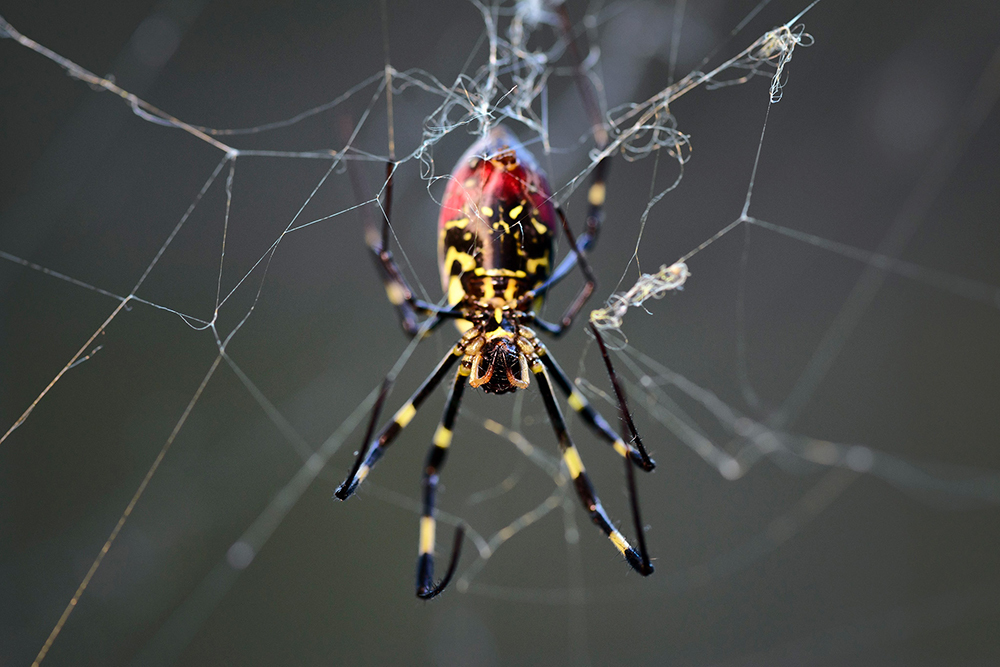 A colorful spider hangs upside down