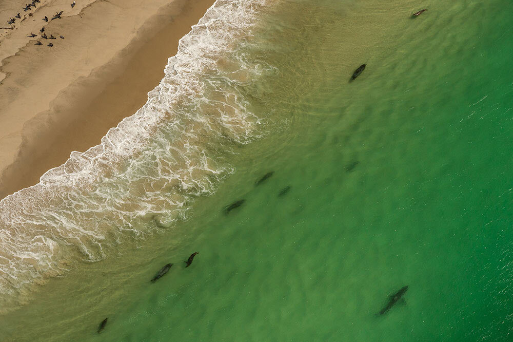 a shark swimming alongside seals