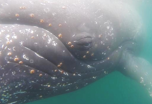 To see the world through the eyes of a 40-ton polar whale it helps to use a little bug. At least that's what this satellite tracking tag resembles.