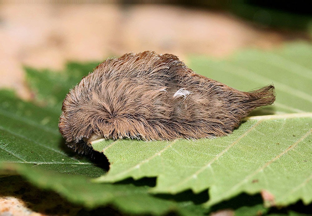 A puss caterpillar feeds on a winged elm leaf