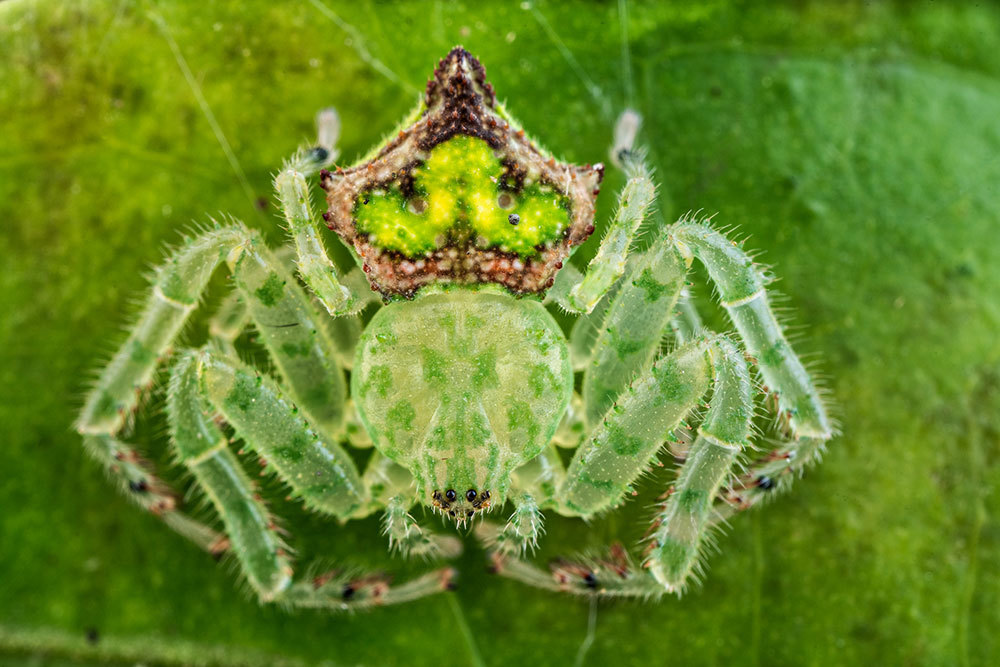 A picture of a green spider on a green leaf