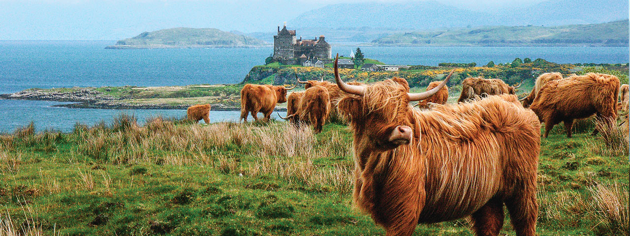 Highland cow grazes in pastures near Scotland's Duarte Castle.