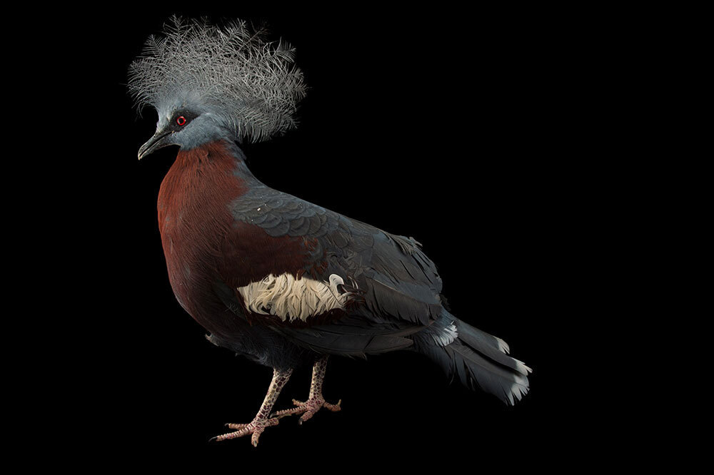 A picture of a pigeon with fluffy head feathers