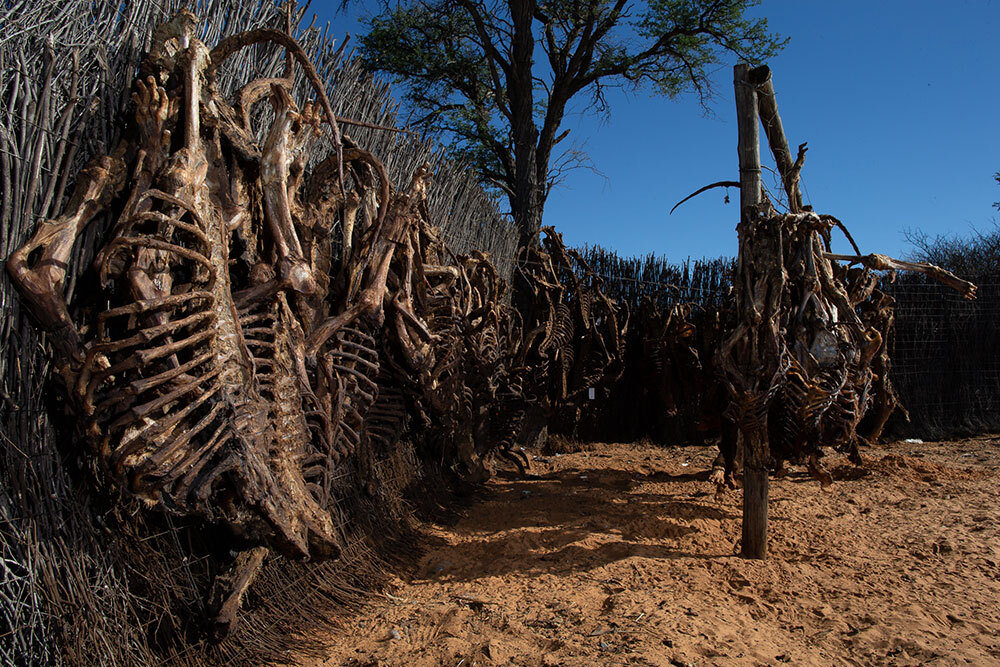 Lion bones hang to dry
