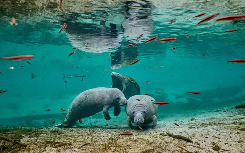 Manatees gather at the confluence of two rivers in north central Florida. A new study suggests changing habitat has allowed more manatees to thrive in the region.