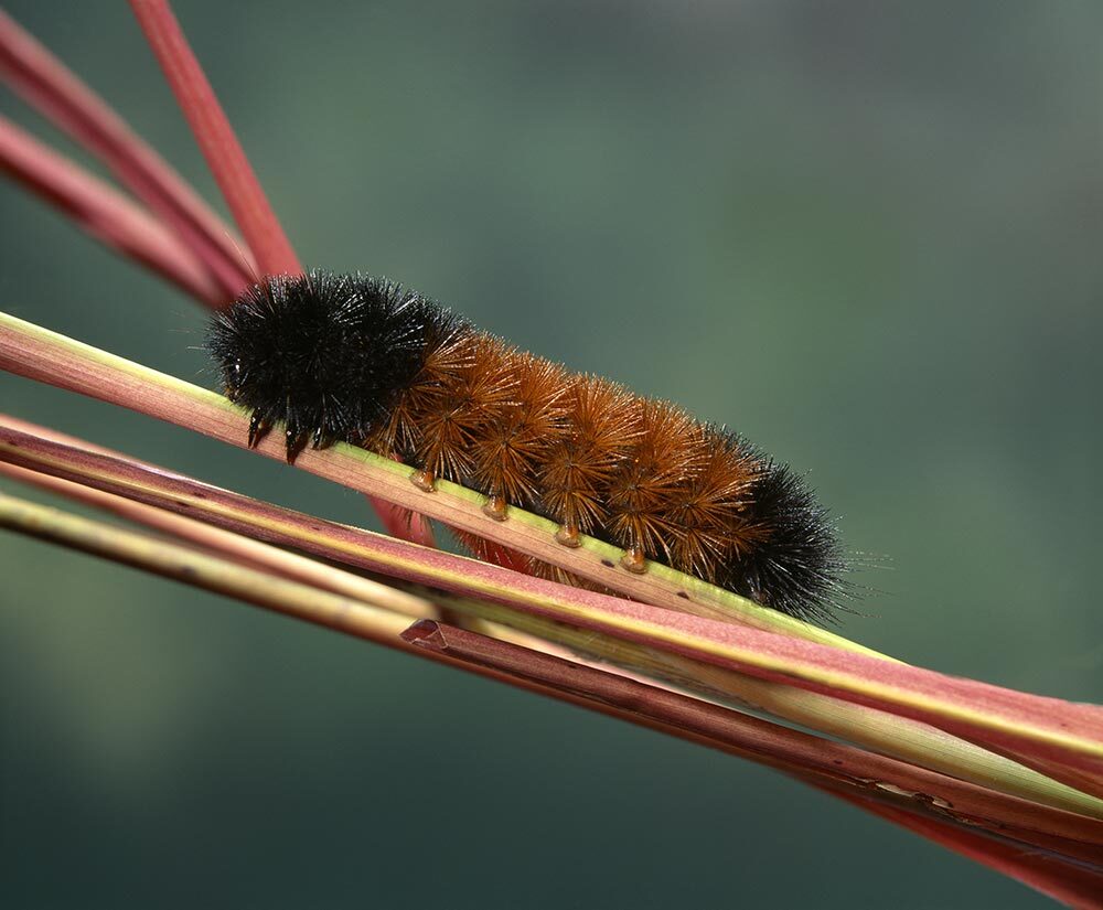 A wooly bear caterpillar climbing on a plant