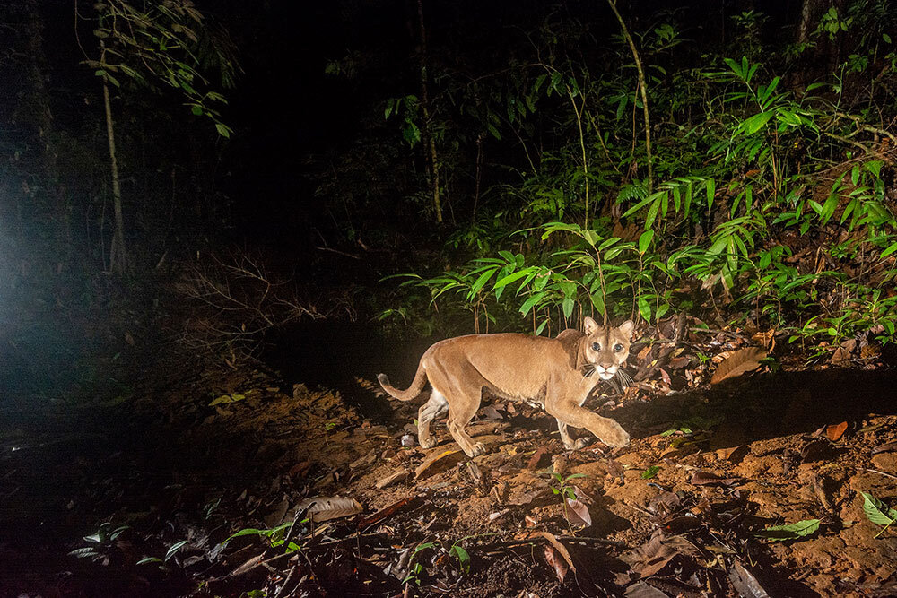 a cougar