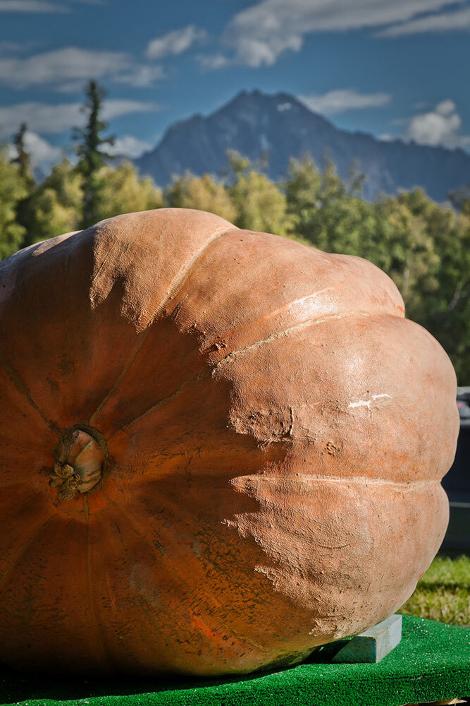 This giant pumpkin weighed in at a whopping 902 pounds at the Alaska State Fair. Every year, farmers compete for the biggest produce. When its all over, the produce is distributed to local wildlife rescues to feed the animals.