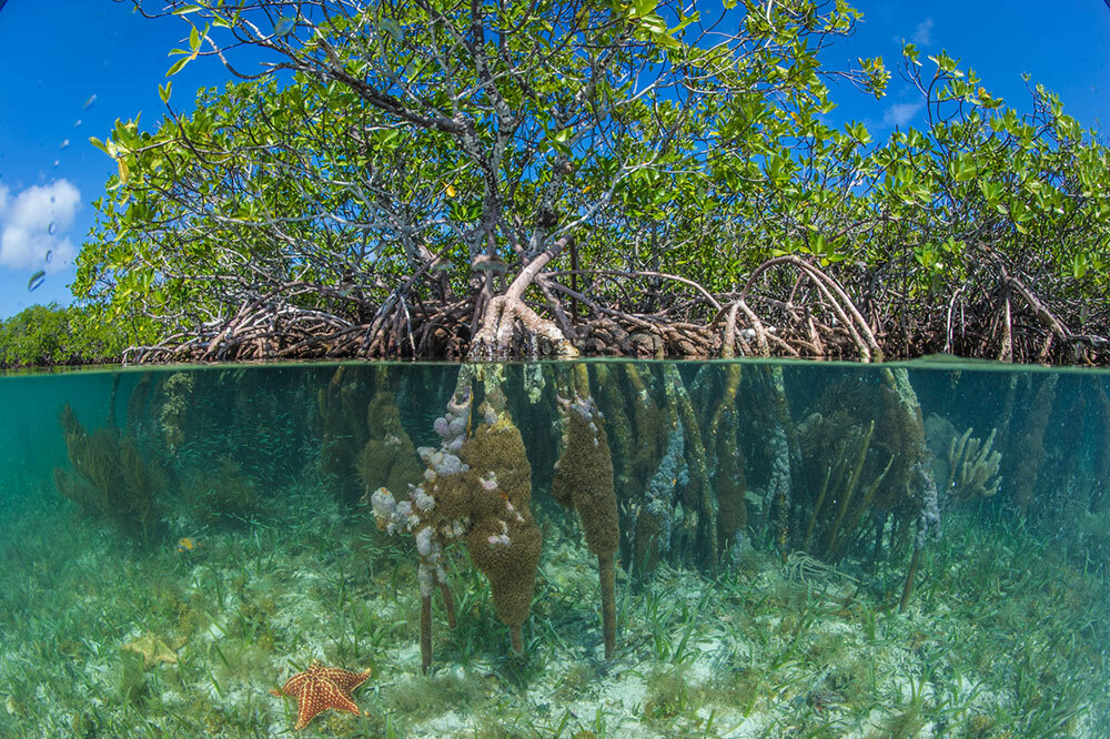 red mangroves in Belize