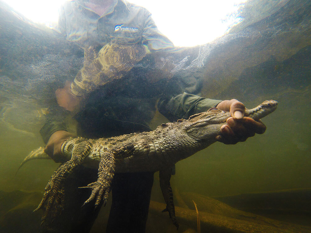 A picture of a man holding a crocodile under water