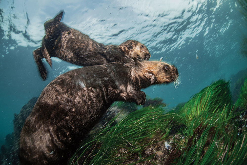 An otter grabs on to another otter's shoulders underwater