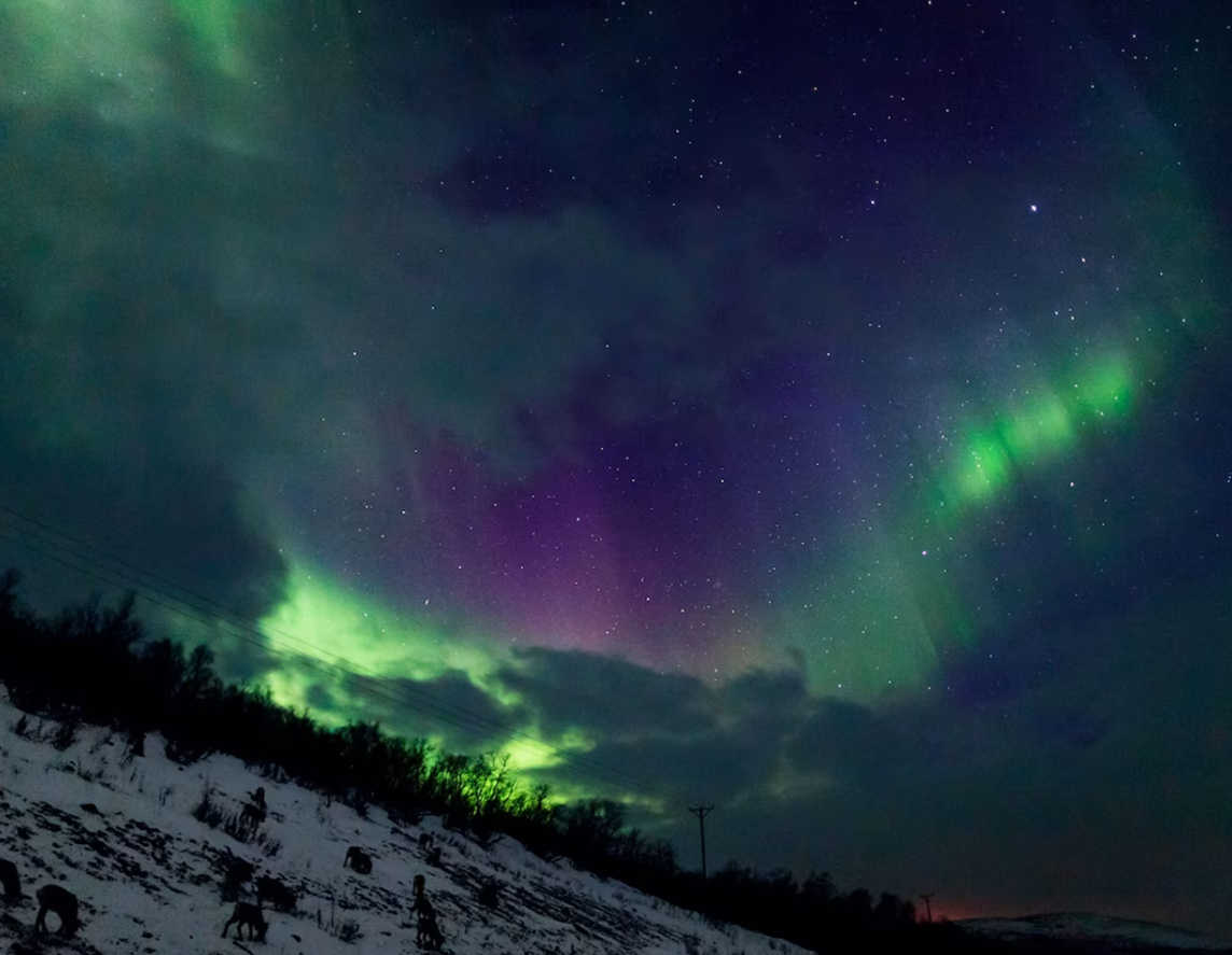 green, whispy colors in the night sky over a snowy landscape with reindeer