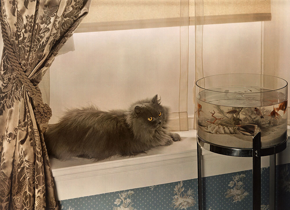 A blue Persian cat stares intensely at goldfish in a bowl