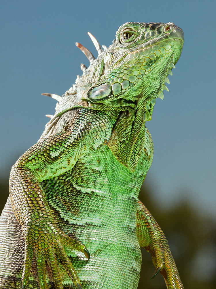 an iguana