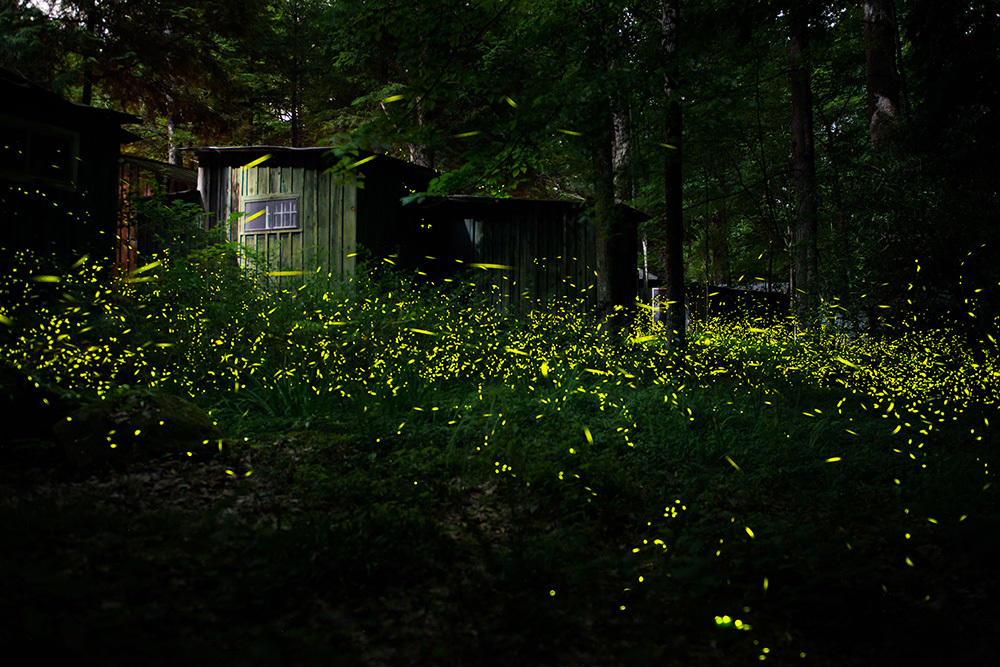 A dark forest with trees and thousands of small, short, yellow streaks representing the fireflies. There is a cabin in the background.