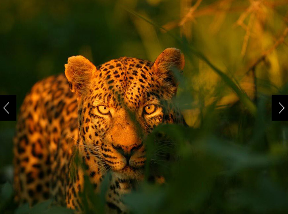 A leopard peers through long blades of green grass.