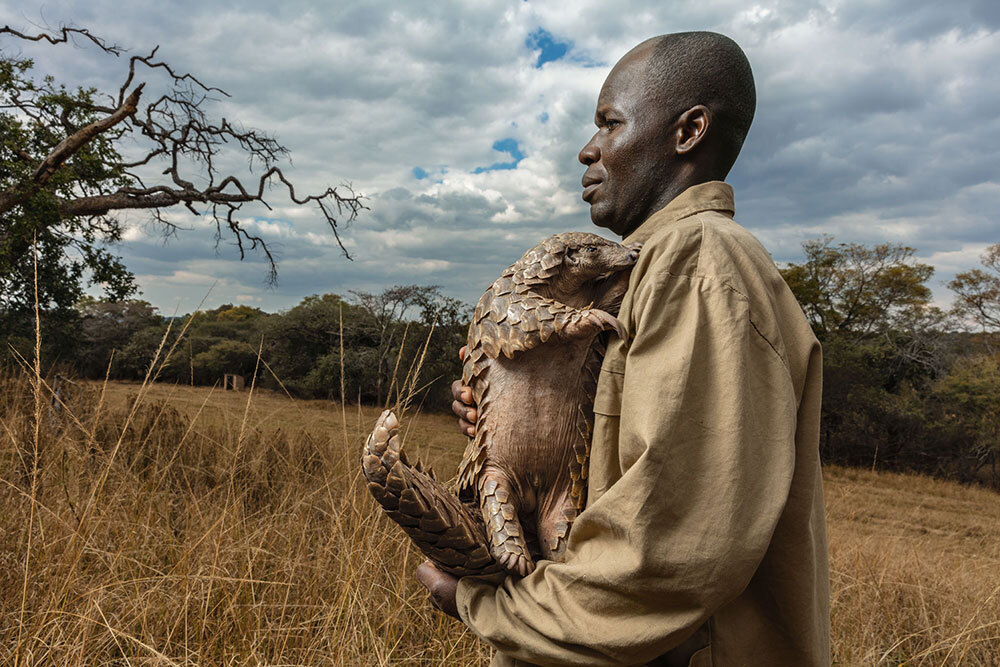 A caretaker at a rescue center holds a pangolin in his arms