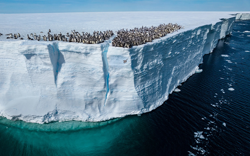 A young emperor penguin jumps off a 50-foot cliff for its first swim.