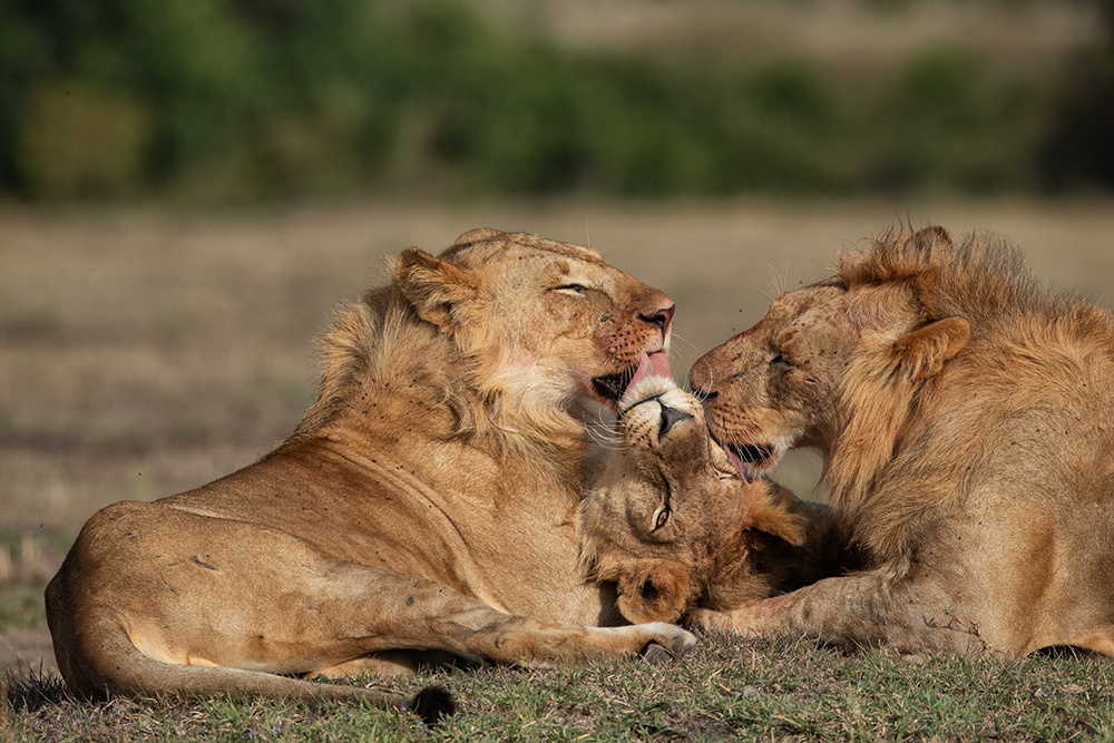 A group of lions lick each other and lay down.