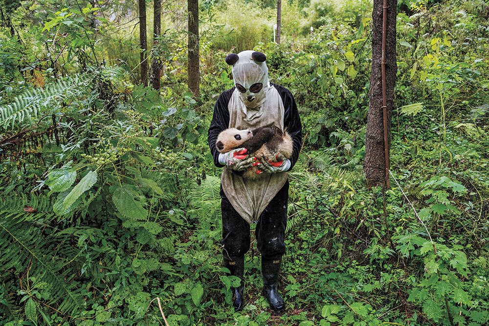 A person in a panda costume holds a baby panda