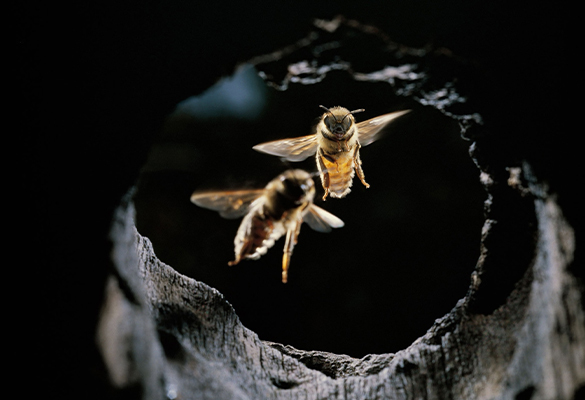 Asian honeybees have evolved a variety of tricks to ward off attacks from giant hornets.