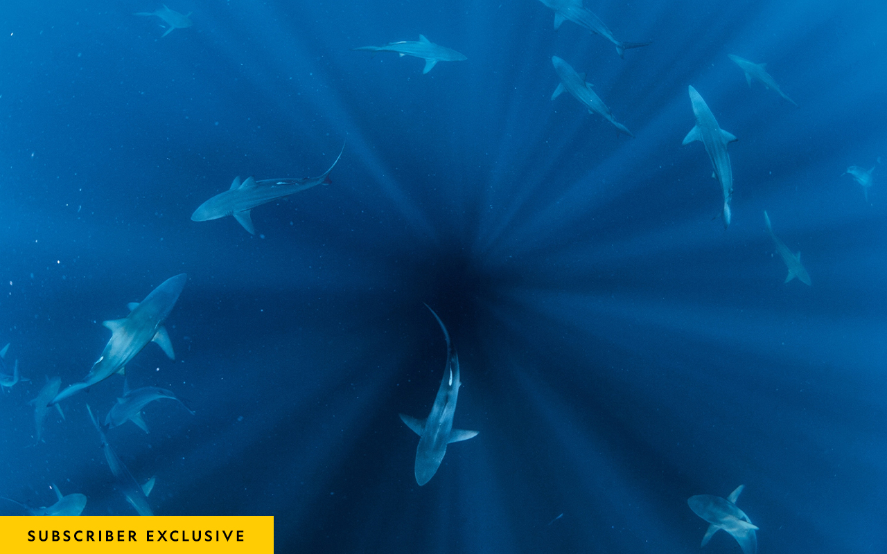 Blacktip sharks circle in the depths of South Africa’s Aliwal Shoal.