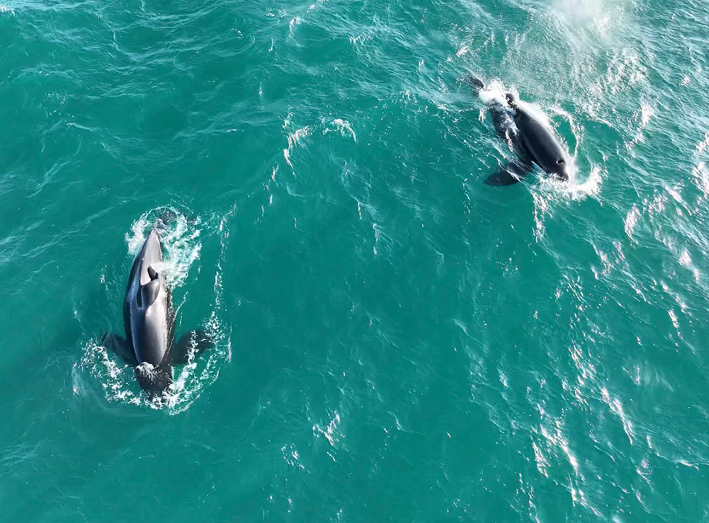 Two orcas from top view swimming together in teal blue water