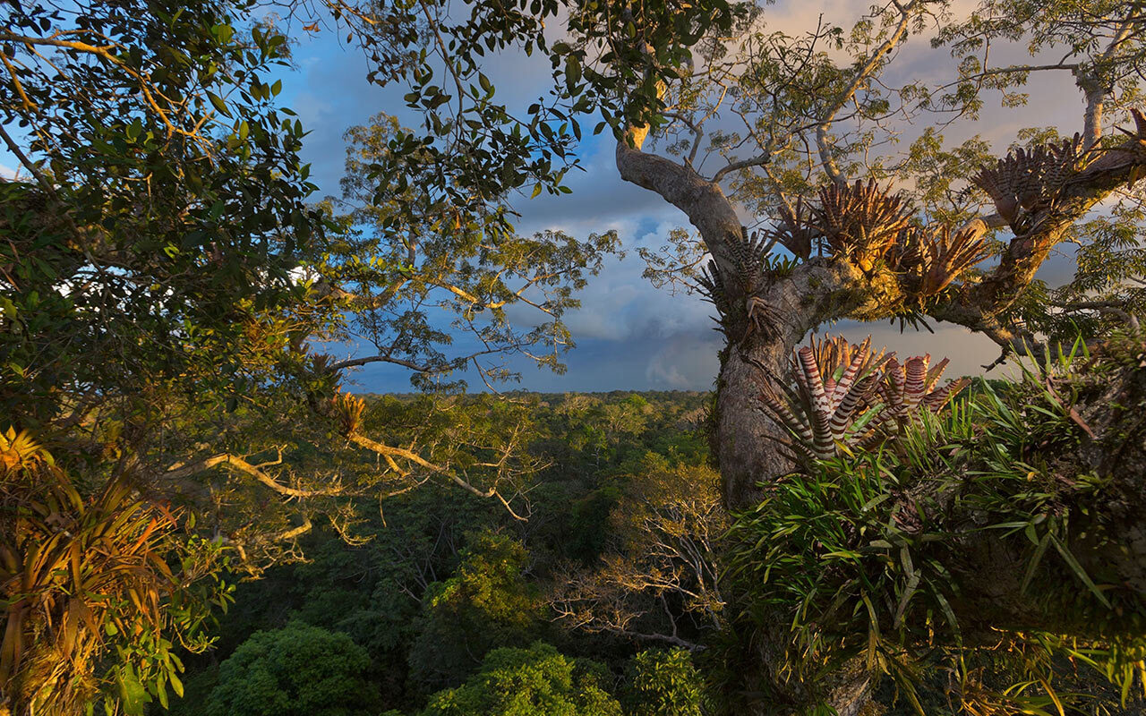 Bromeliads, ferns, and orchids cover a kapok tree in Yasuni National Park, Ecuador. The region is home to stunning biodiversity, much of it watched over by indigenous people.