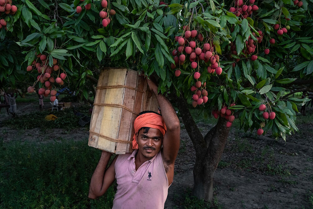 A man holds a crate of lychees on his shoulder underneath a lychee tree