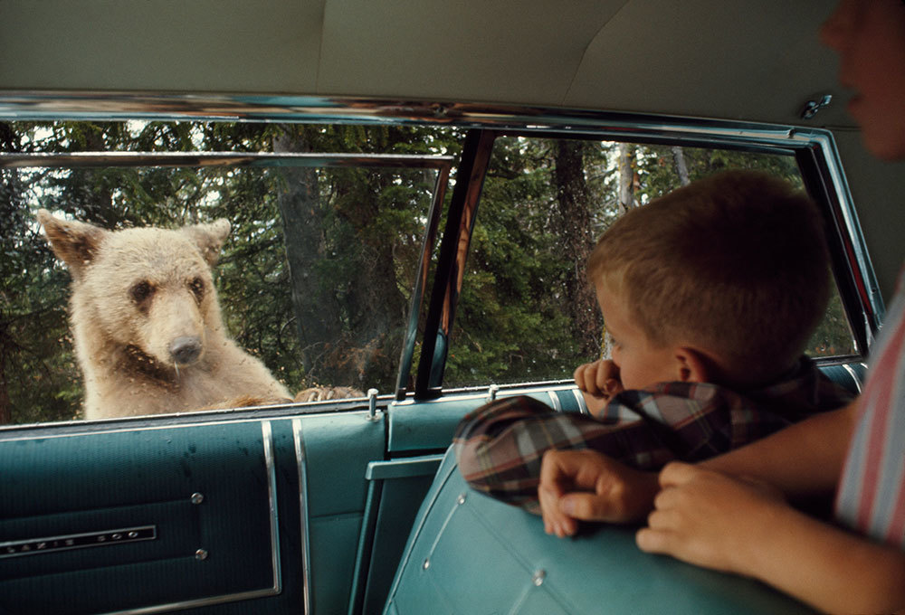 A picture of a grizzly approaching a car