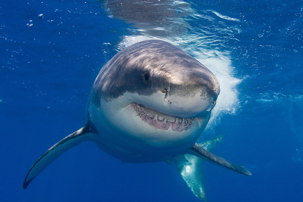 A shark swimming underwater