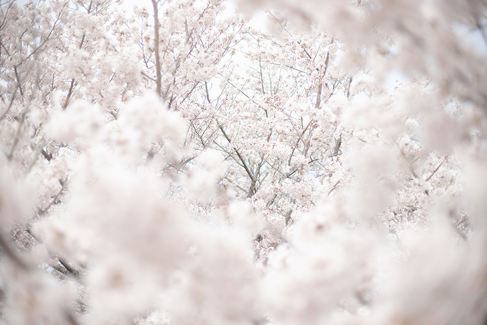 Cherry blossoms in bloom in Kyoto