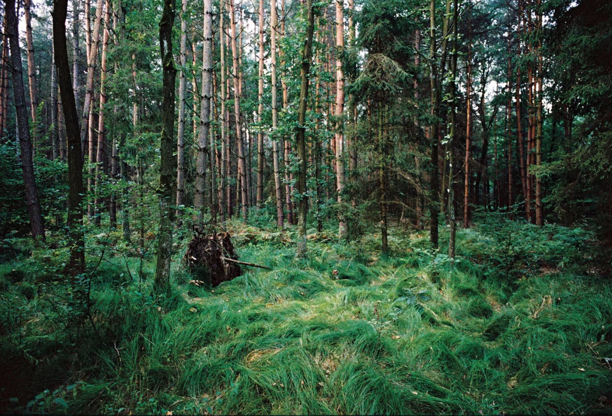 Through 22 stories and 130 locations, including this forest, an immersive project traces the ghosts of the Holocaust across Europe. 