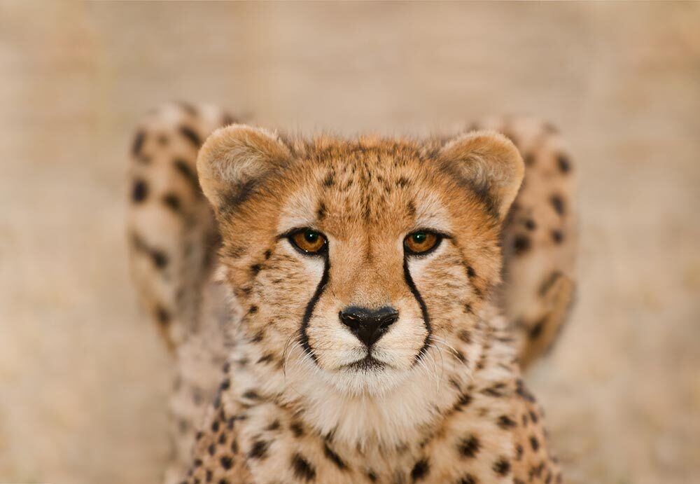 An image of a cheetah with a shallow depth of focus