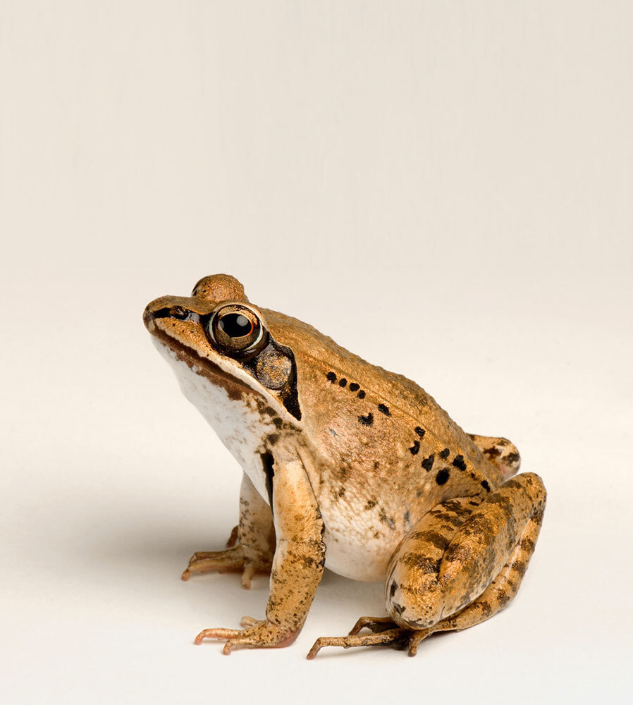 A portrait of a yellow brown frog on a cream background
