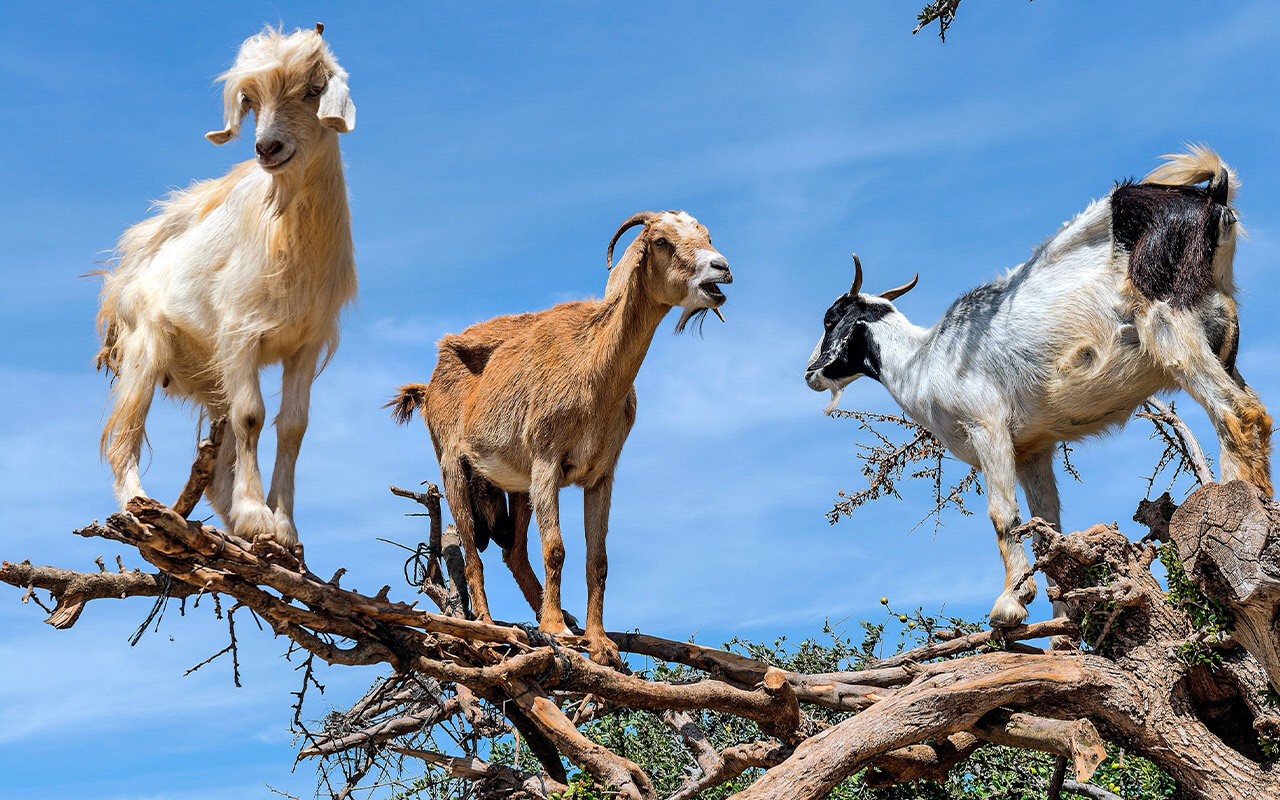 Goats happily climb up to 30 feet above ground to munch on fruit from the argan tree.