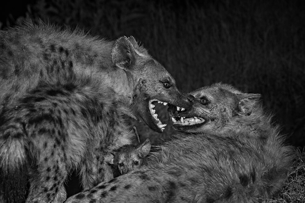 Two hyenas snarl at each other