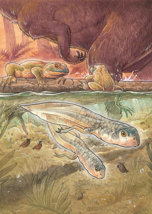 Tadpoles and adults of the extinct frog species Notobatrachus degiustoi (illustrated) lived in temporary ponds in what is the Patagonia region of Argentina today. 