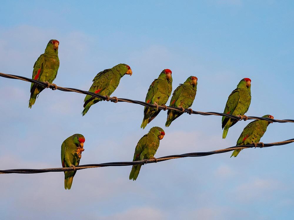 Parrots stand on a power line