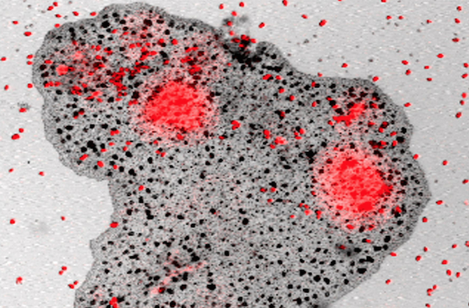 Organism under microscope