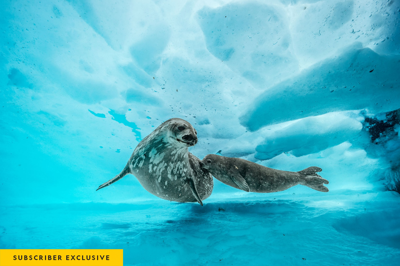 A Weddell seal accompanies her pup on a swim beneath the ice. When the juvenile is full-grown, it will be its mom’s size: about 10 feet long and weighing half a ton. These placid seals stay close to the coast, breathing air through holes in the ice. Leptonychotes Weddellii