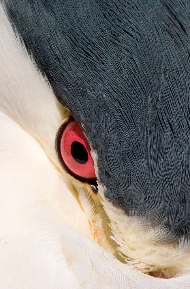 A close up picture of a bird's red eye