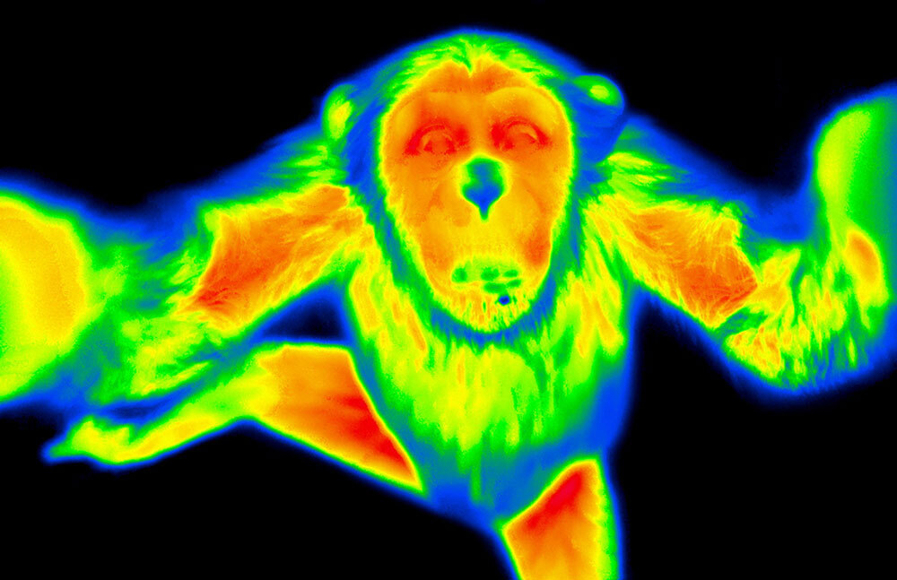 A thermal image of a chimpanzee where its face is red hot and exterior fur is blue and neon green.