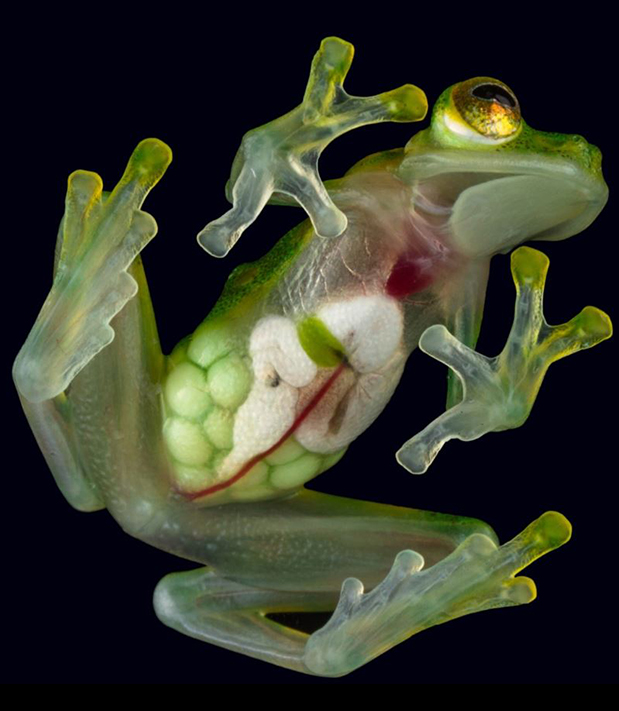 Most frogs are nocturnal, but poison frogs, such as this variable poison-arrow frog, are active during the daytime, when their eye-catching colors and patterns can warn predators to steer clear.