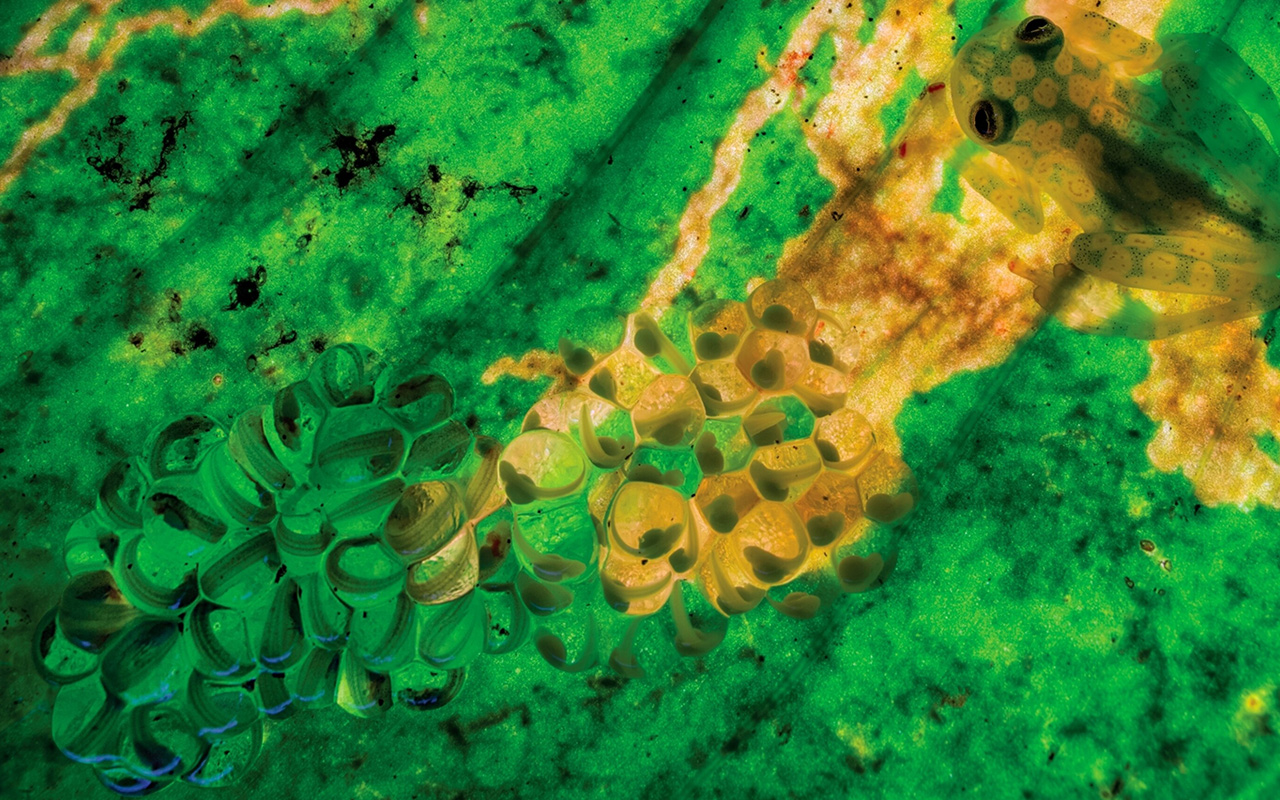 A male reticulated glass frog hangs upside down on a leaf next to its eggs in Costa Rica.