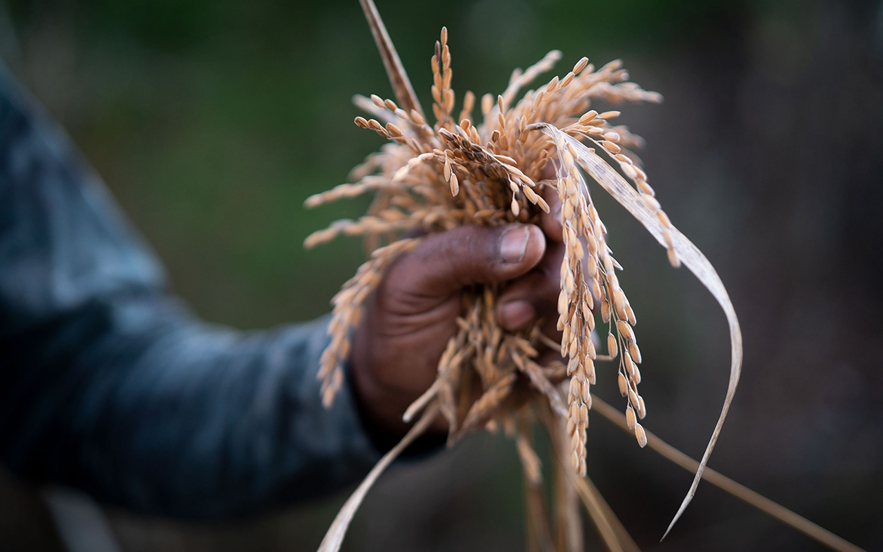 Carolina Gold rice is important to Gullah Geechee cuisine, which is a remnant of the enslaved West Africans forcibly brought to the Low Country of South Carolina and Georgia.