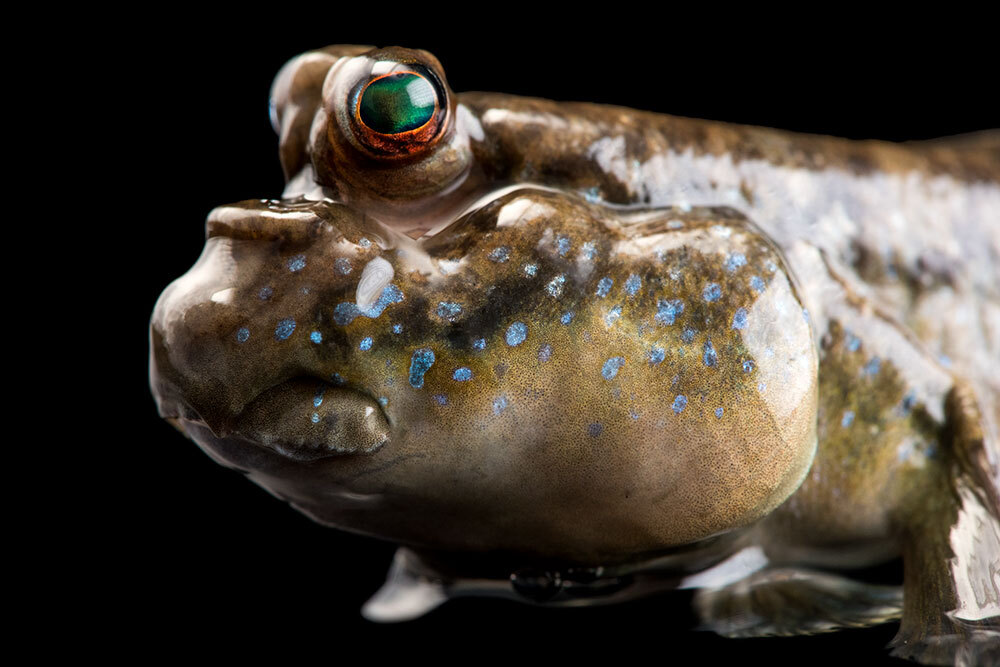 An Atlantic mudskipper