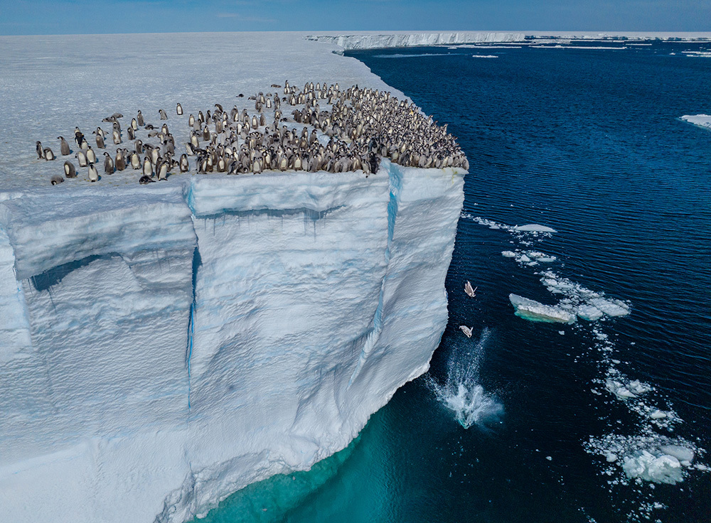 Emperor penguin chicks jumping off the ice shelf edge for their first swim, Atka Bay, Antarctica.