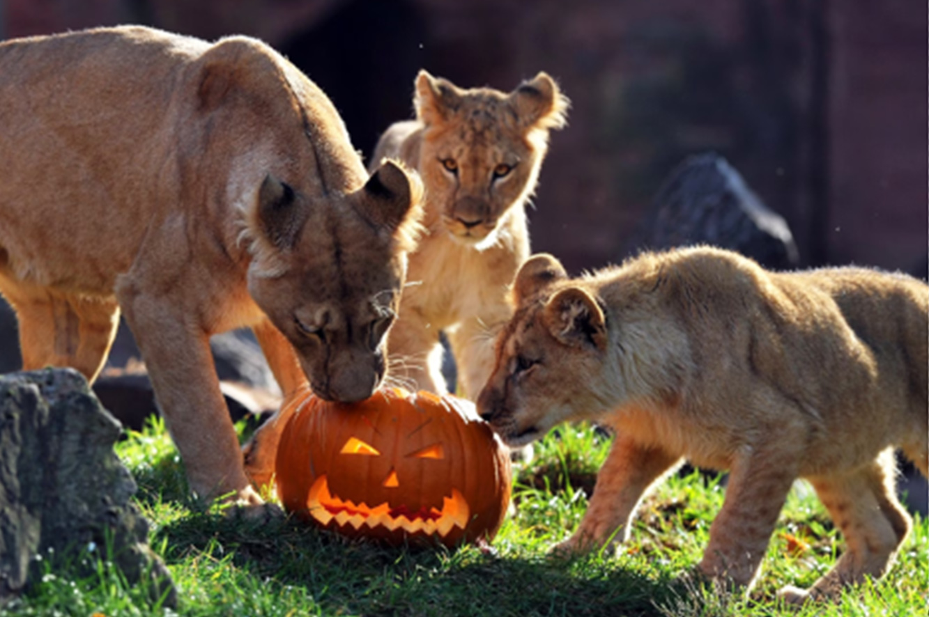 A lion mom and her cubs inspect a carved pumpkin with pieces of meat hidden inside at Germany's Hanover Zoo.