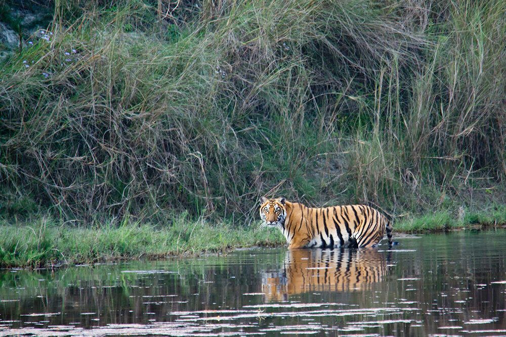 A wild tiger in Nepal